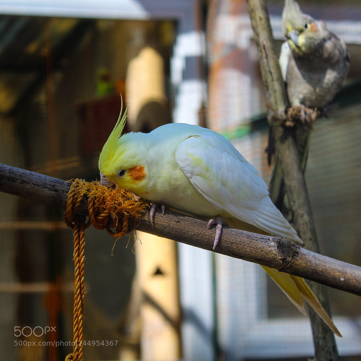 Canon EOS 1300D (EOS Rebel T6 / EOS Kiss X80) sample photo. The cockatiel parrot ? photography