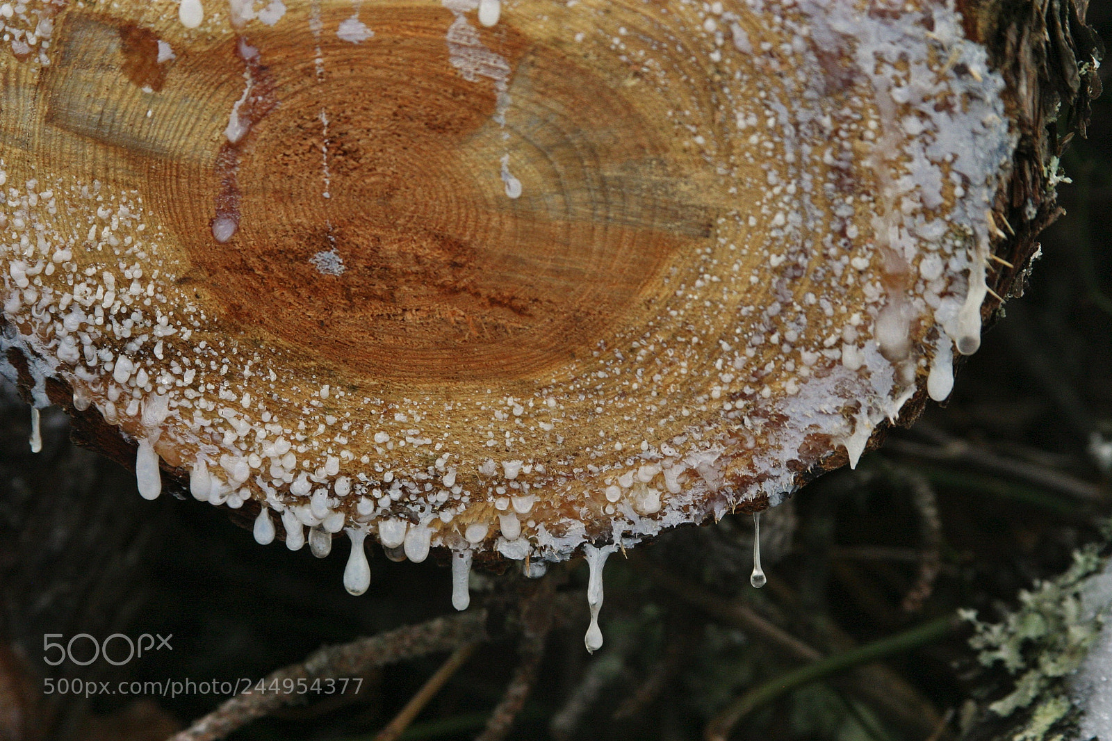 Canon EOS 10D sample photo. Pine sap photography