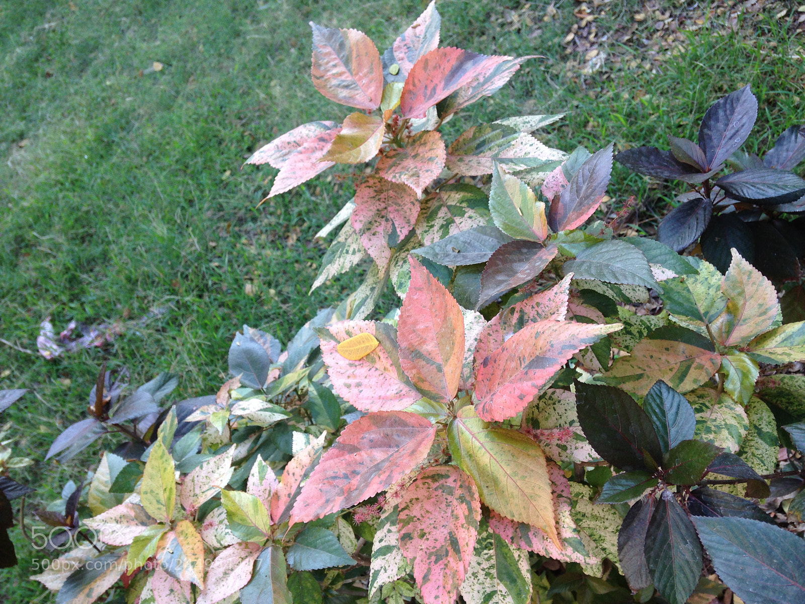 Apple iPhone 5c sample photo. Russet 3120 photography