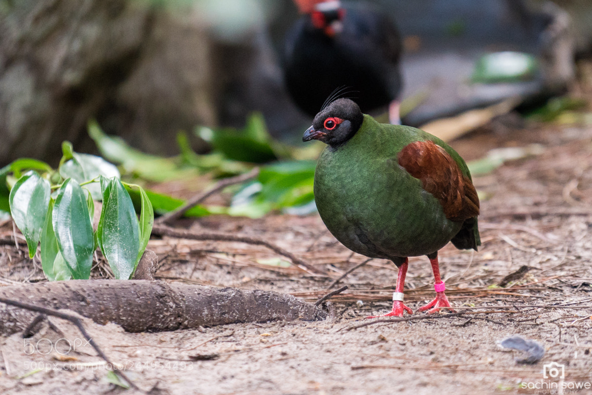 Sony a7R II sample photo. Crested wood partridge photography
