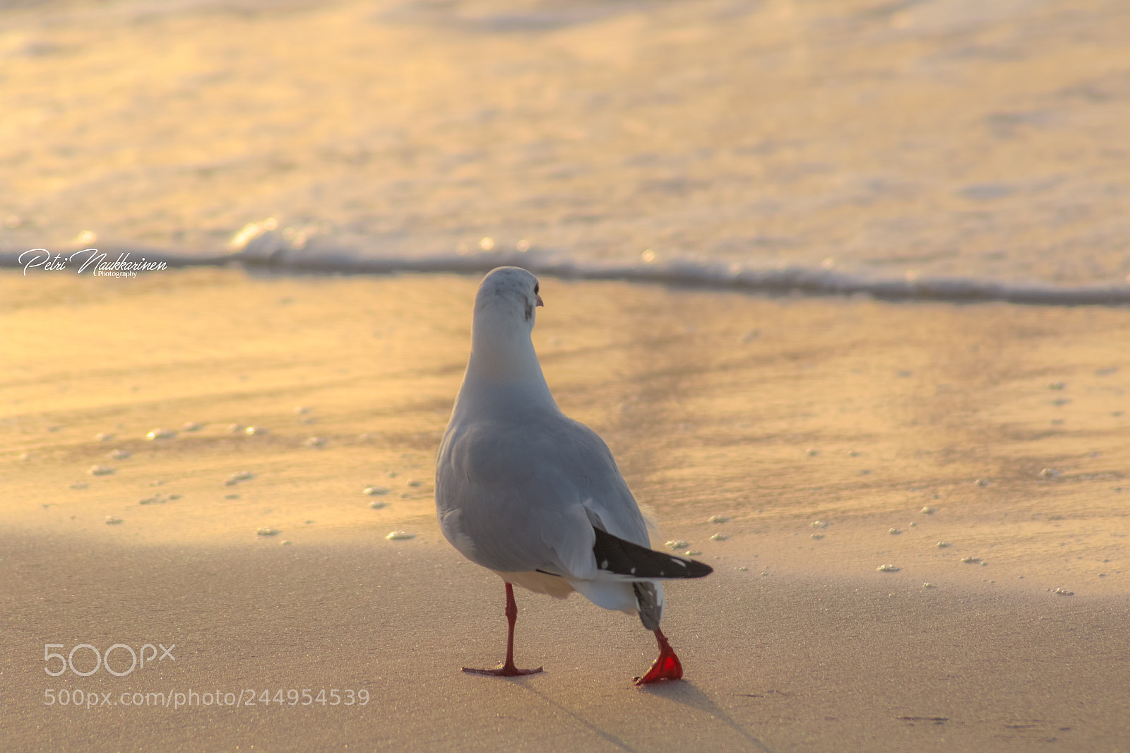 Canon EOS 7D Mark II sample photo. Walk on the beach photography