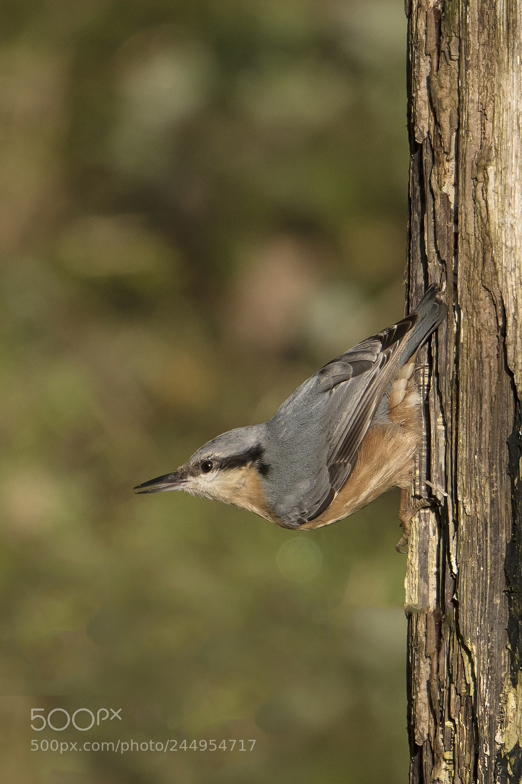 Nikon D500 sample photo. Nuthatch photography