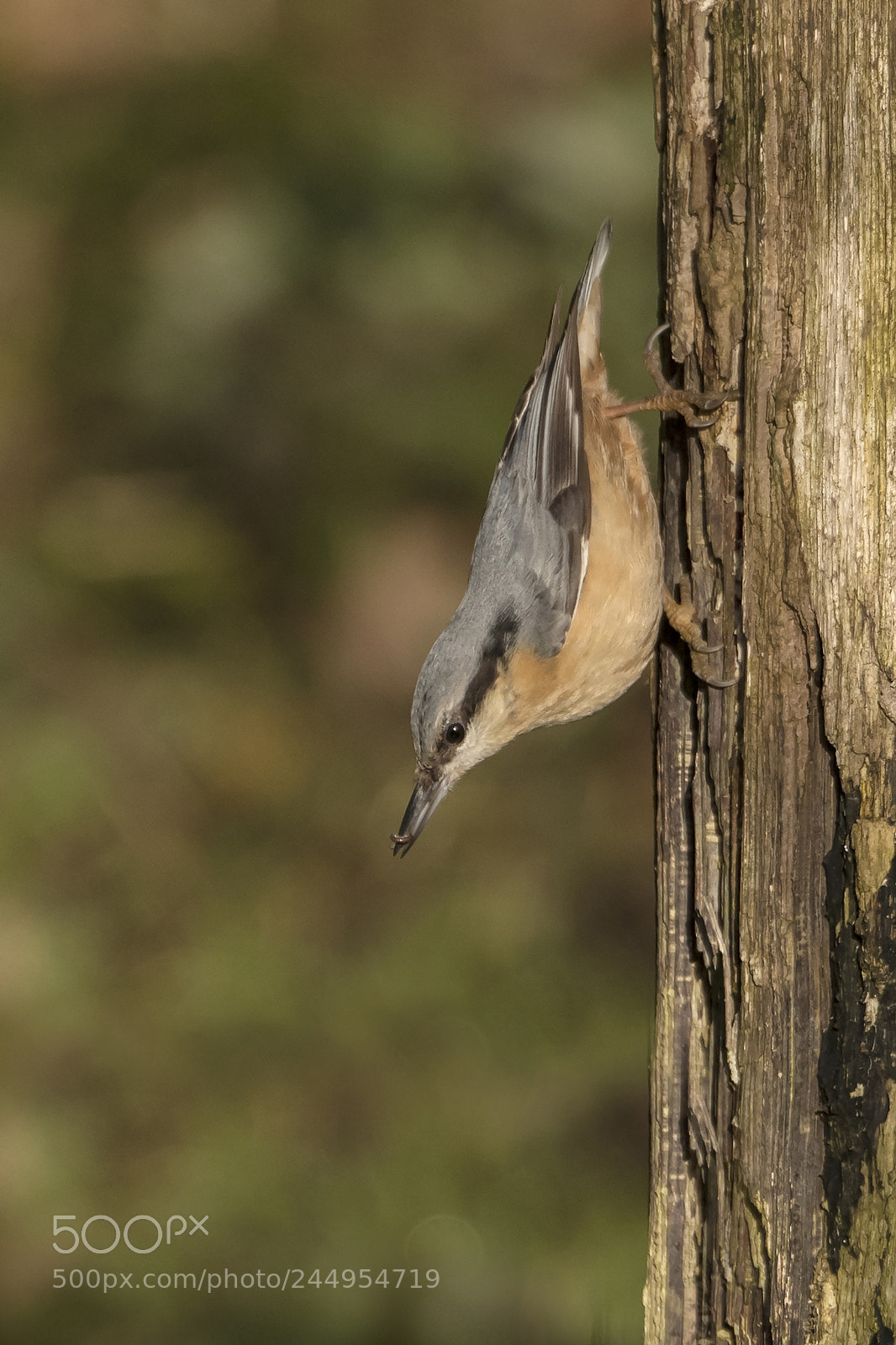 Nikon D500 sample photo. Nuthatch with grub photography