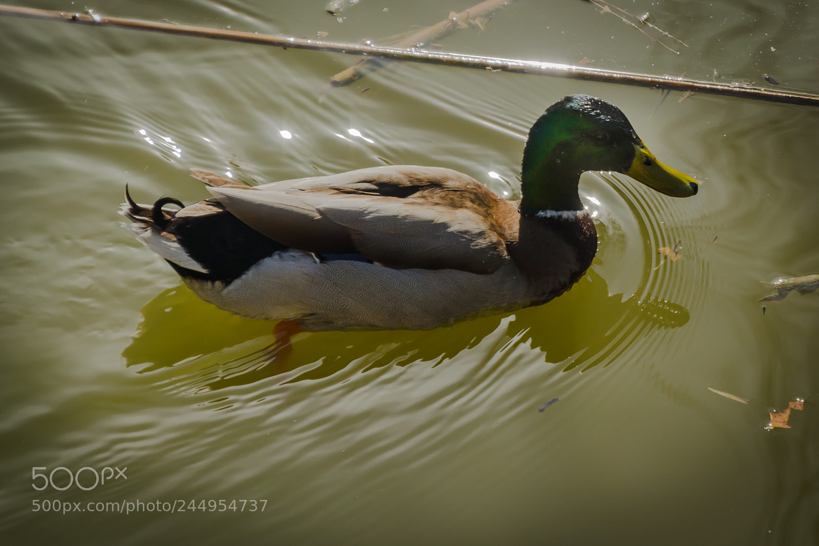 Nikon D5100 sample photo. Germano reale photography