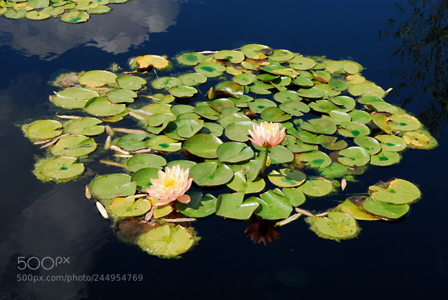 Nikon D60 sample photo. Td photography