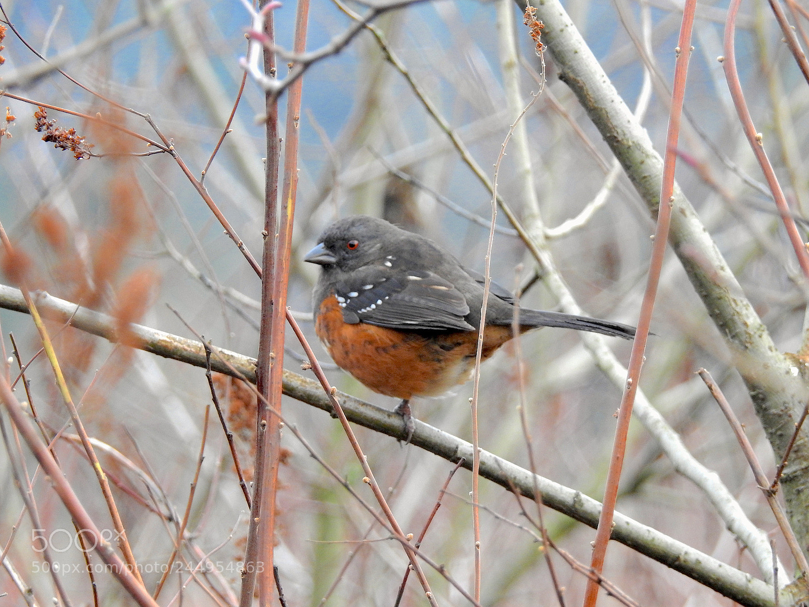 Nikon Coolpix P900 sample photo. Spotted towhee photography