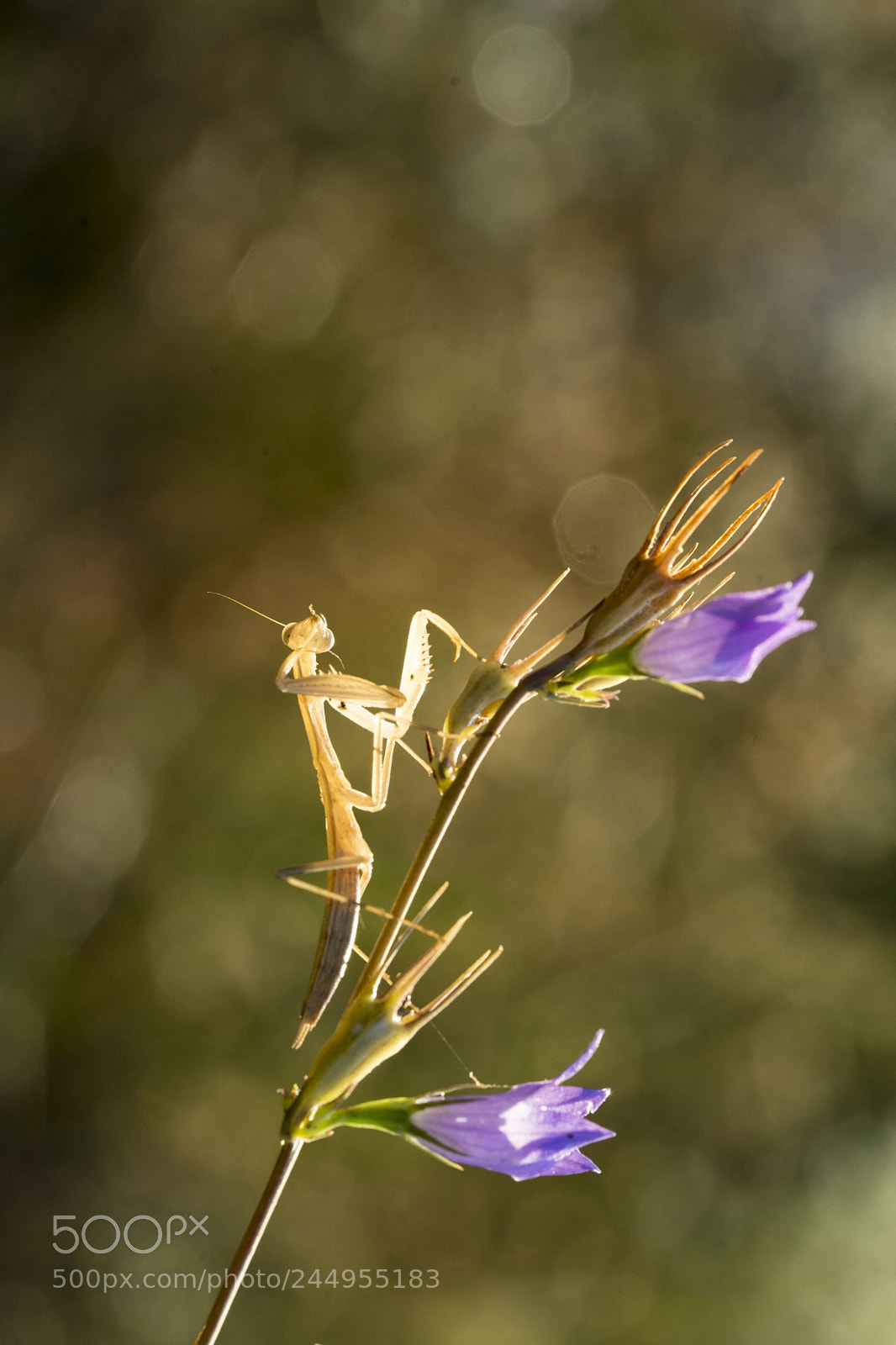 Sony a7 II sample photo. Levent b. photography