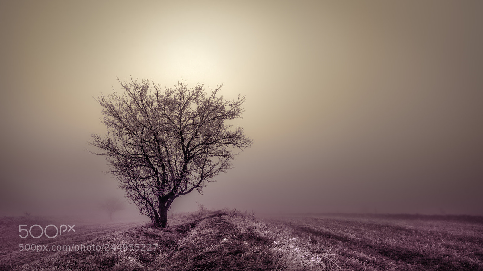 Nikon D610 sample photo. Lone tree... photography