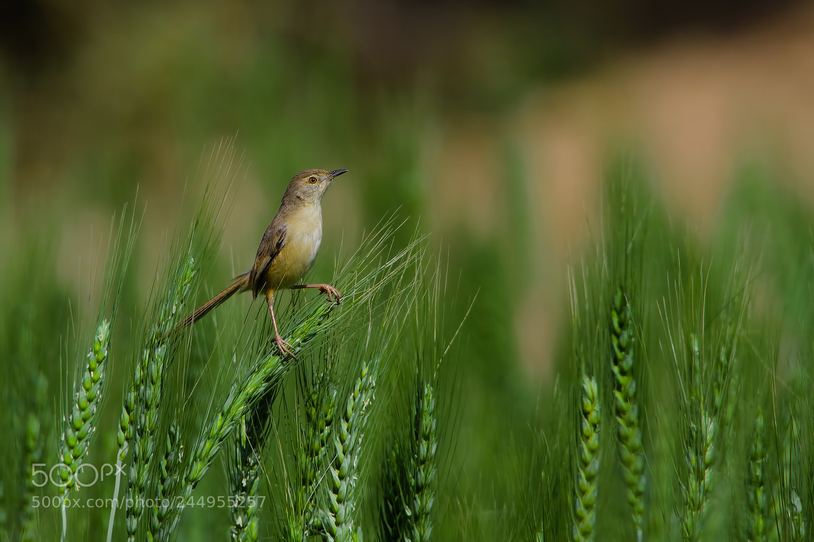 Canon EOS 7D Mark II sample photo. Plain prinia photography