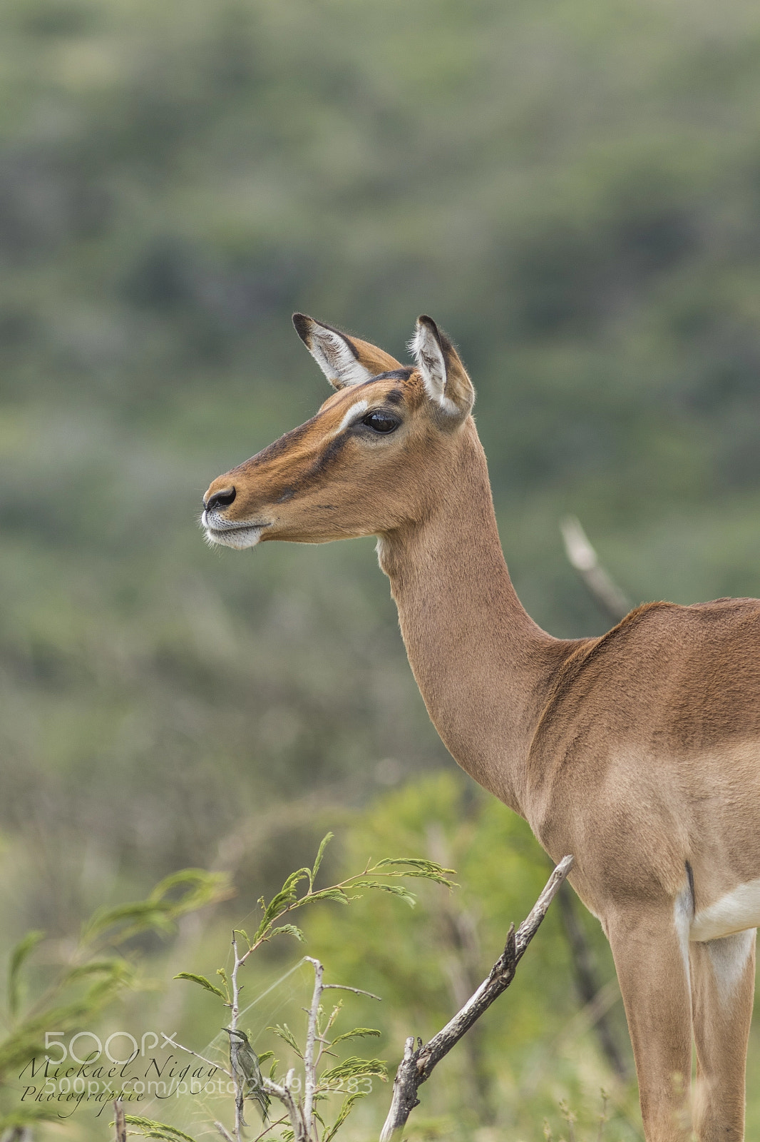 Canon EOS 7D Mark II sample photo. Sur le qui-vive photography