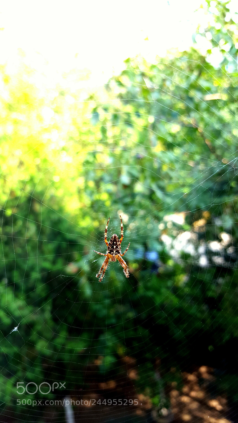 Samsung Galaxy S6 sample photo. Untitled photography