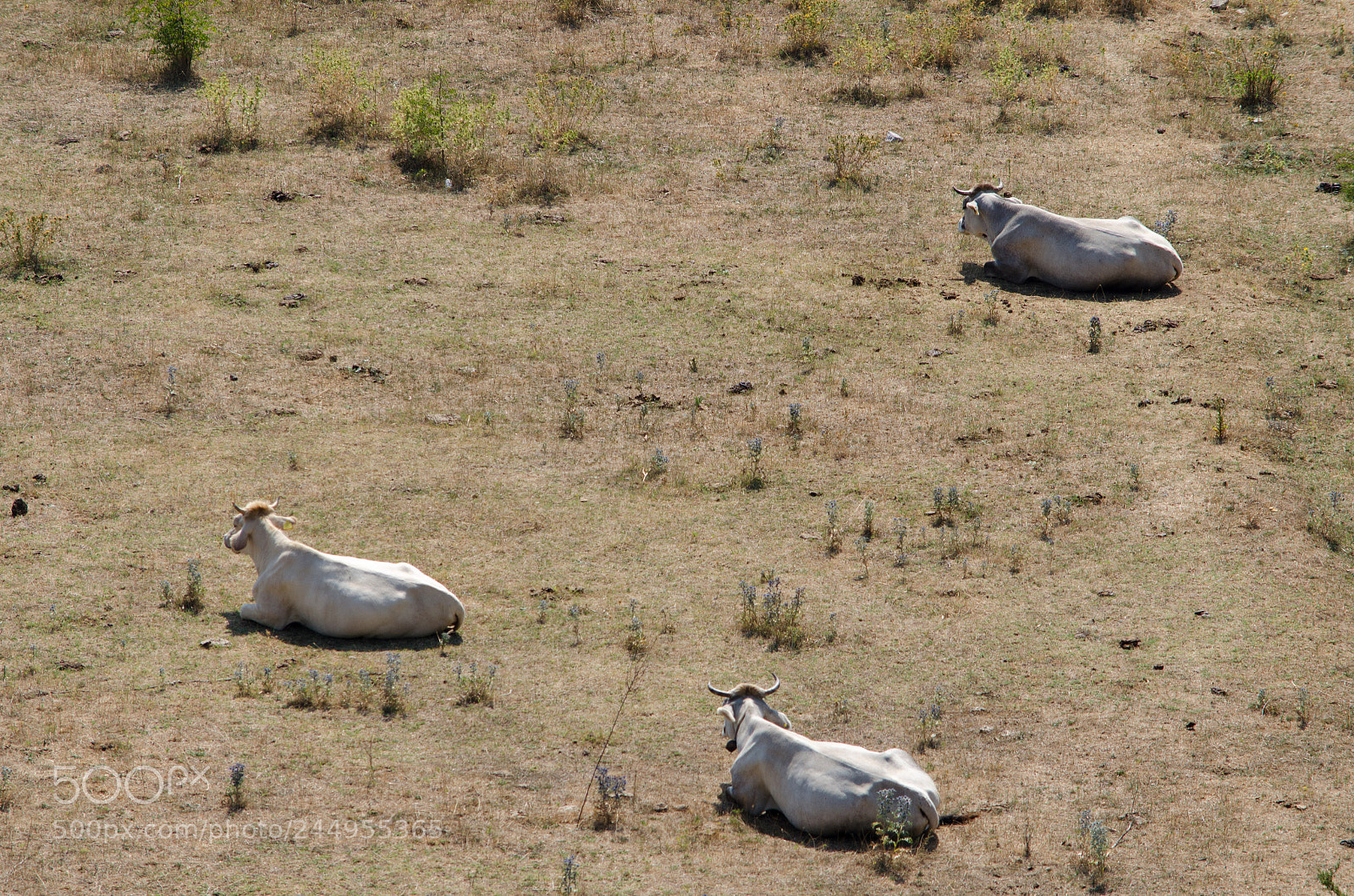 Nikon D5100 sample photo. Three cows photography