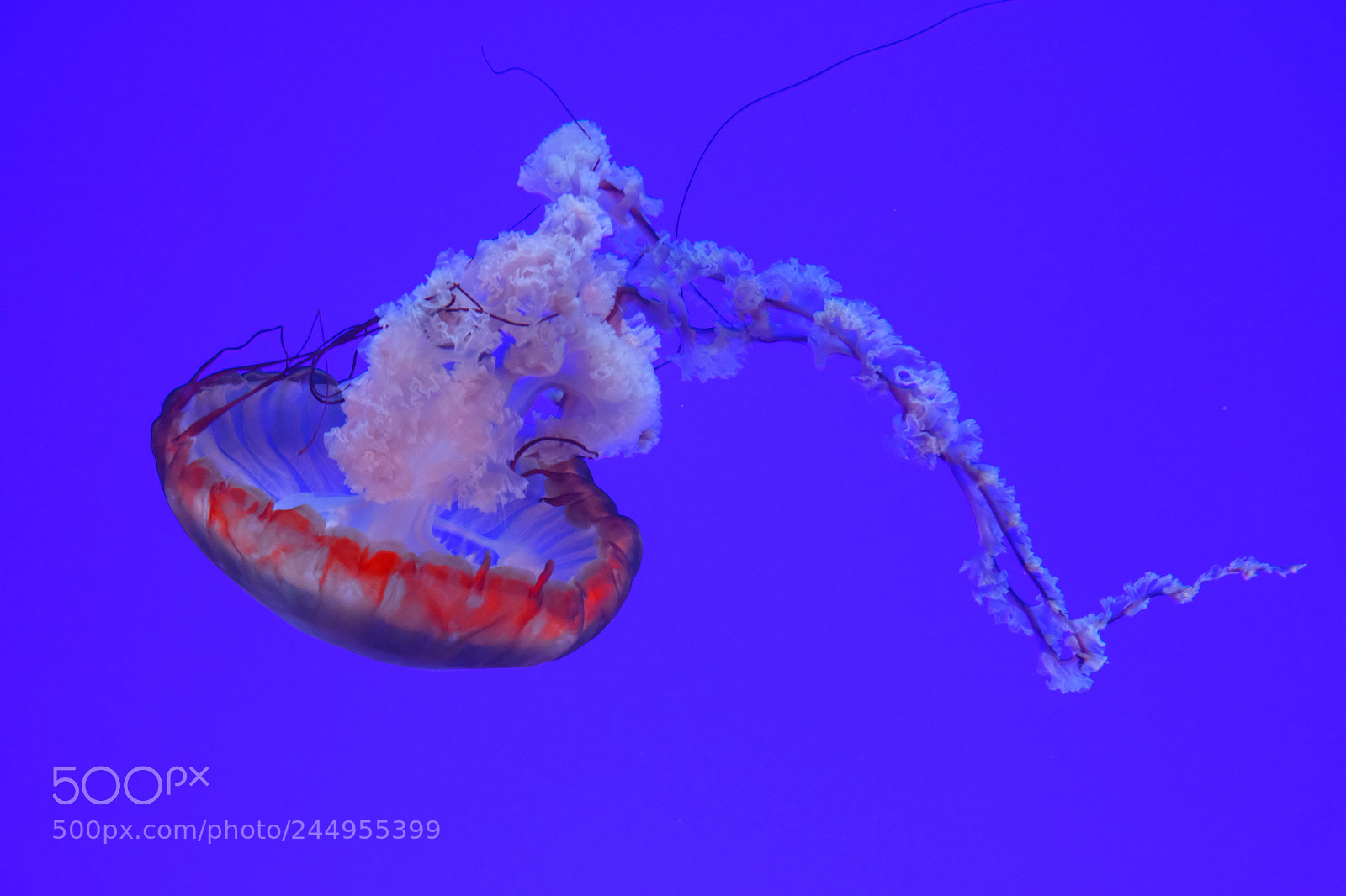 Fujifilm X-T2 sample photo. Jellyfish photography