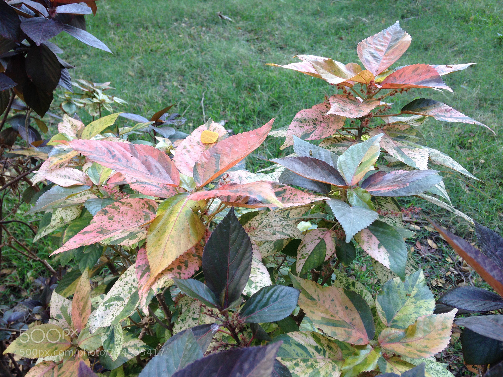 Apple iPhone 5c sample photo. Russet 3121 photography