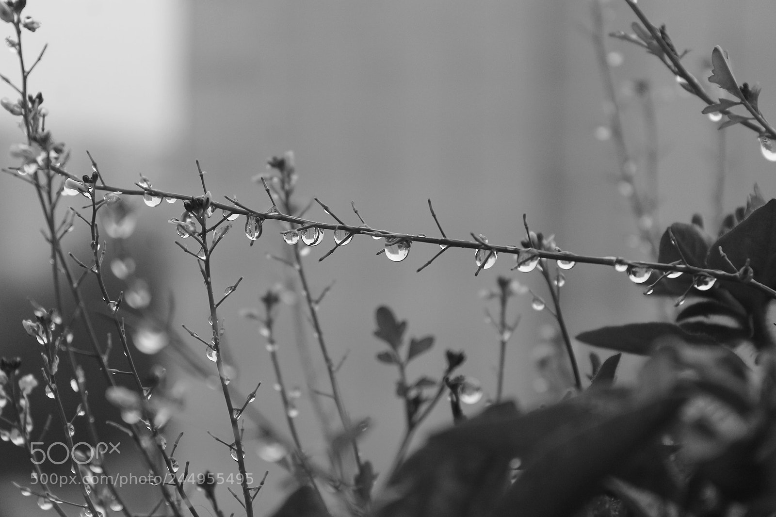 Canon EOS 1100D (EOS Rebel T3 / EOS Kiss X50) sample photo. Drops photography