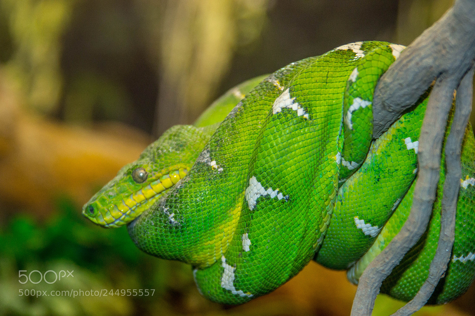 Nikon D3100 sample photo. Cold green photography