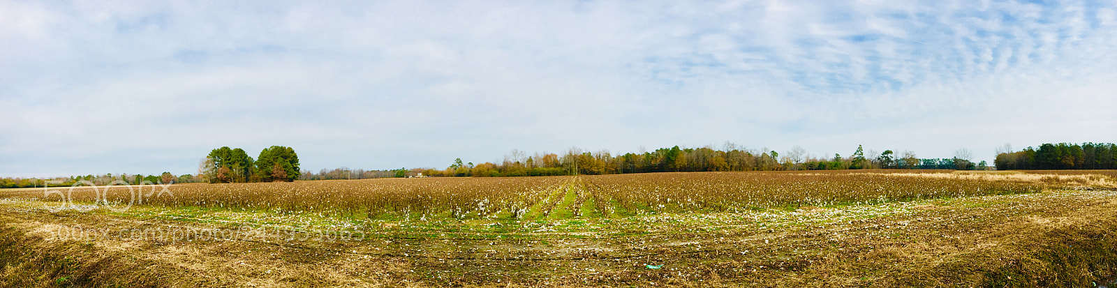 Apple iPhone 6s sample photo. Sleeping cotton fields photography