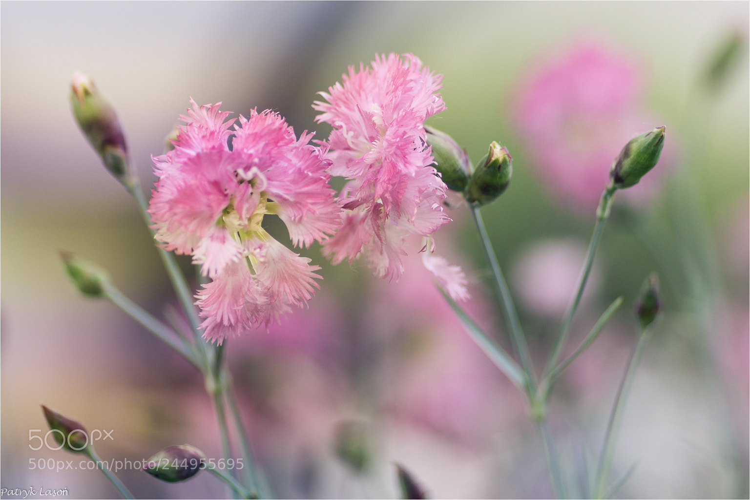 Pentax K-S2 sample photo. Nature photography