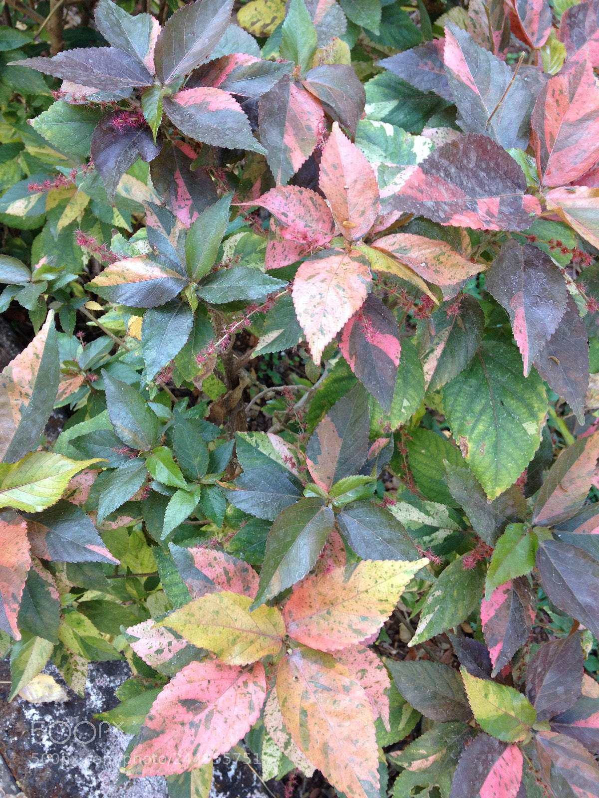Apple iPhone 5c sample photo. Russet 3126 photography