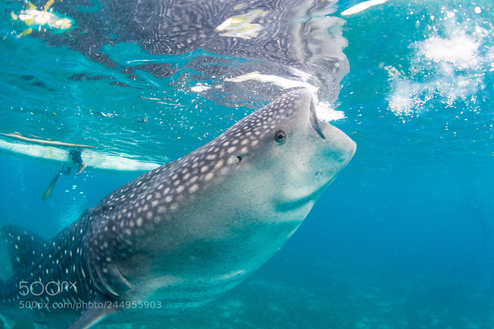 Nikon D7100 sample photo. Whale shark @oslob, philippines photography