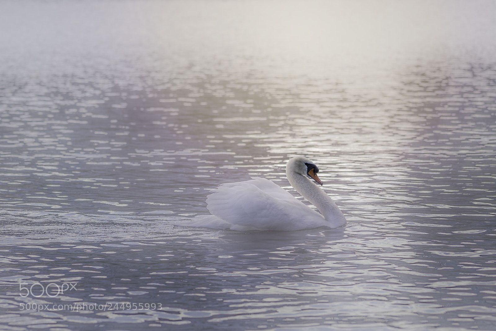 Sony a7R II sample photo. Glow photography