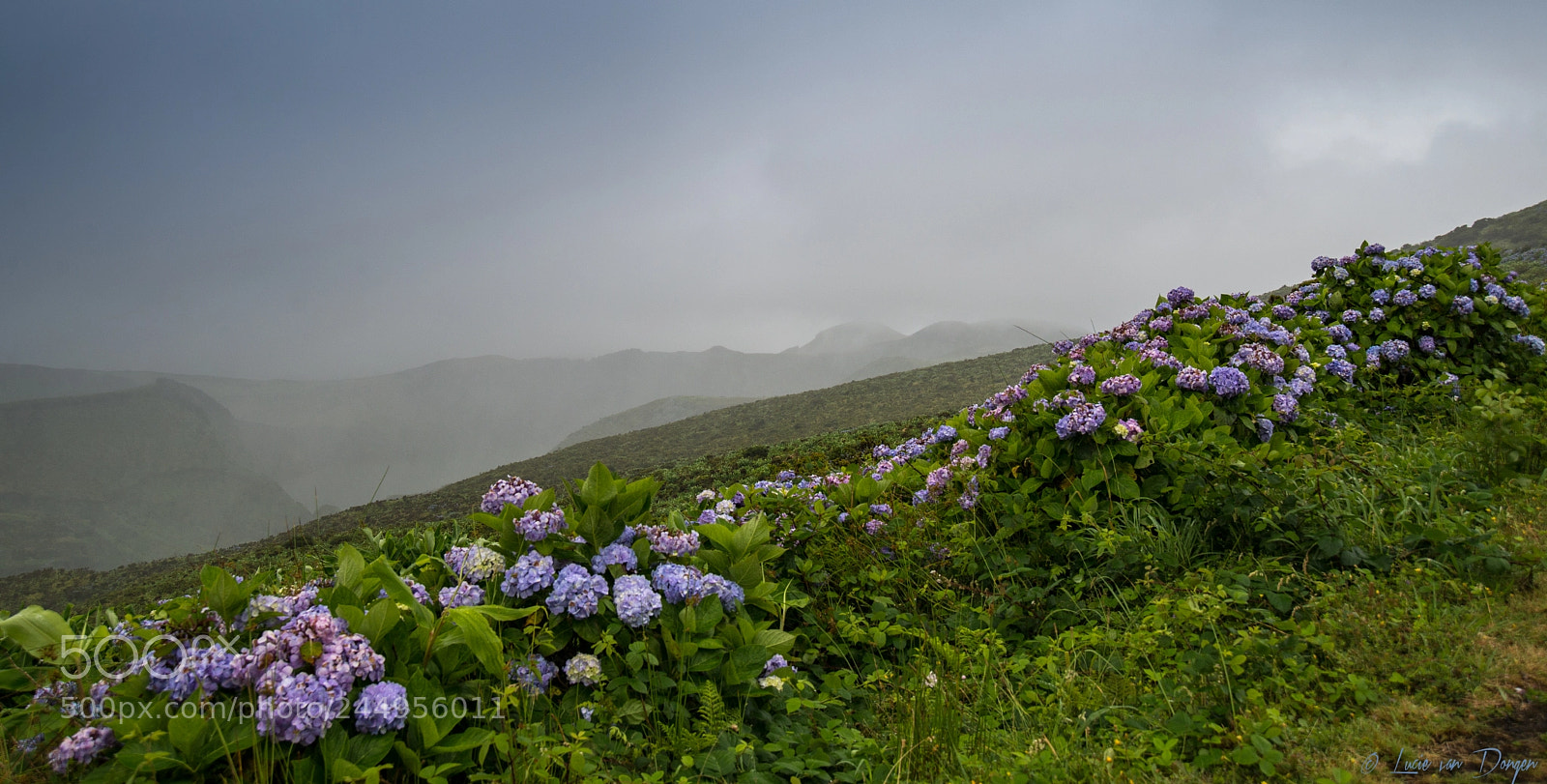 Nikon D610 sample photo. Flores photography