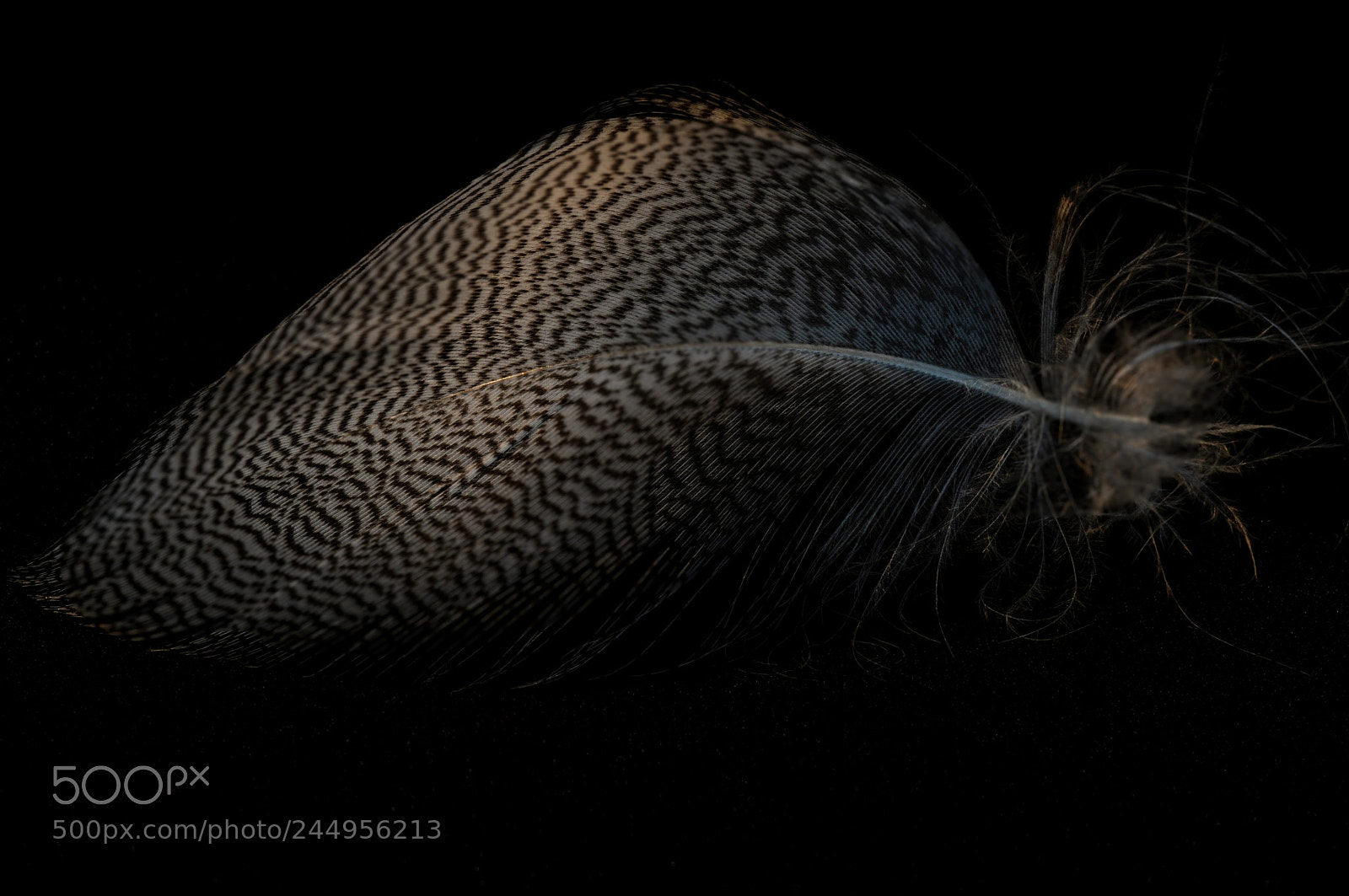 Nikon D300 sample photo. Feather photography