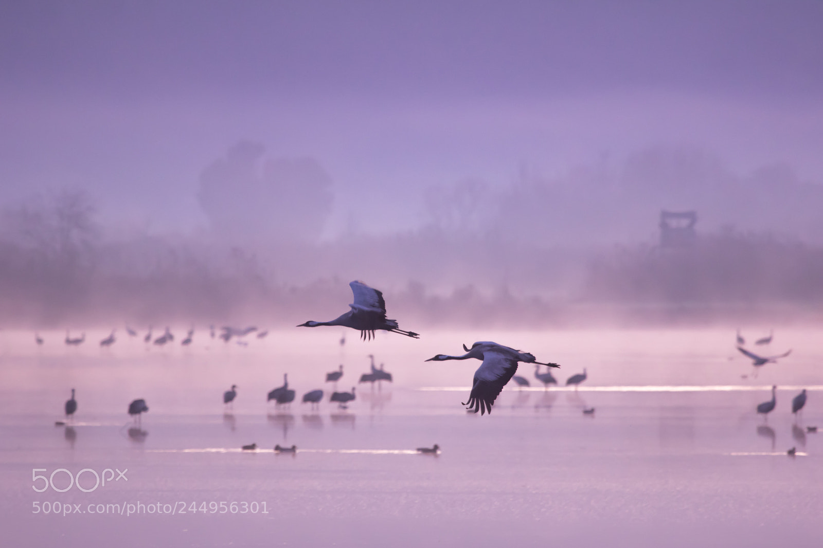 Canon EOS 7D Mark II sample photo. Violet morning photography