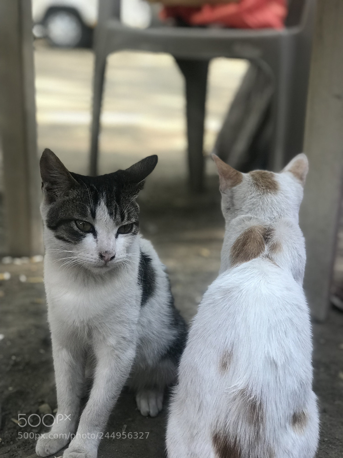 Apple iPhone 7 Plus sample photo. Untitled photography