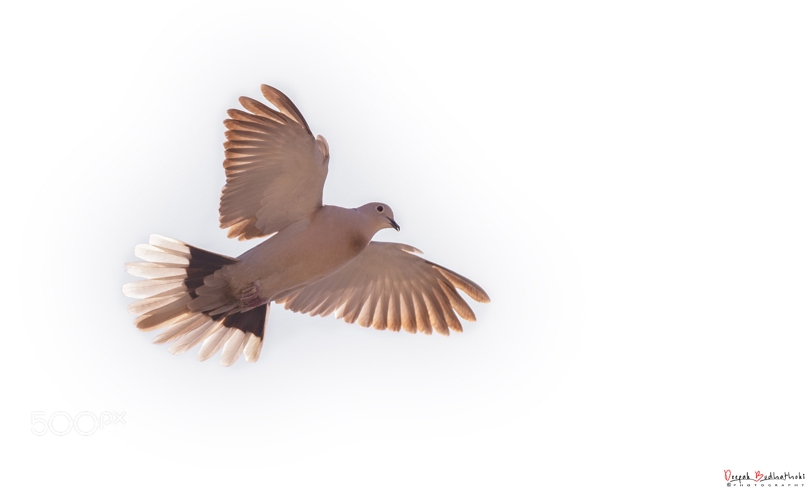 Nikon D7100 sample photo. Flight photography