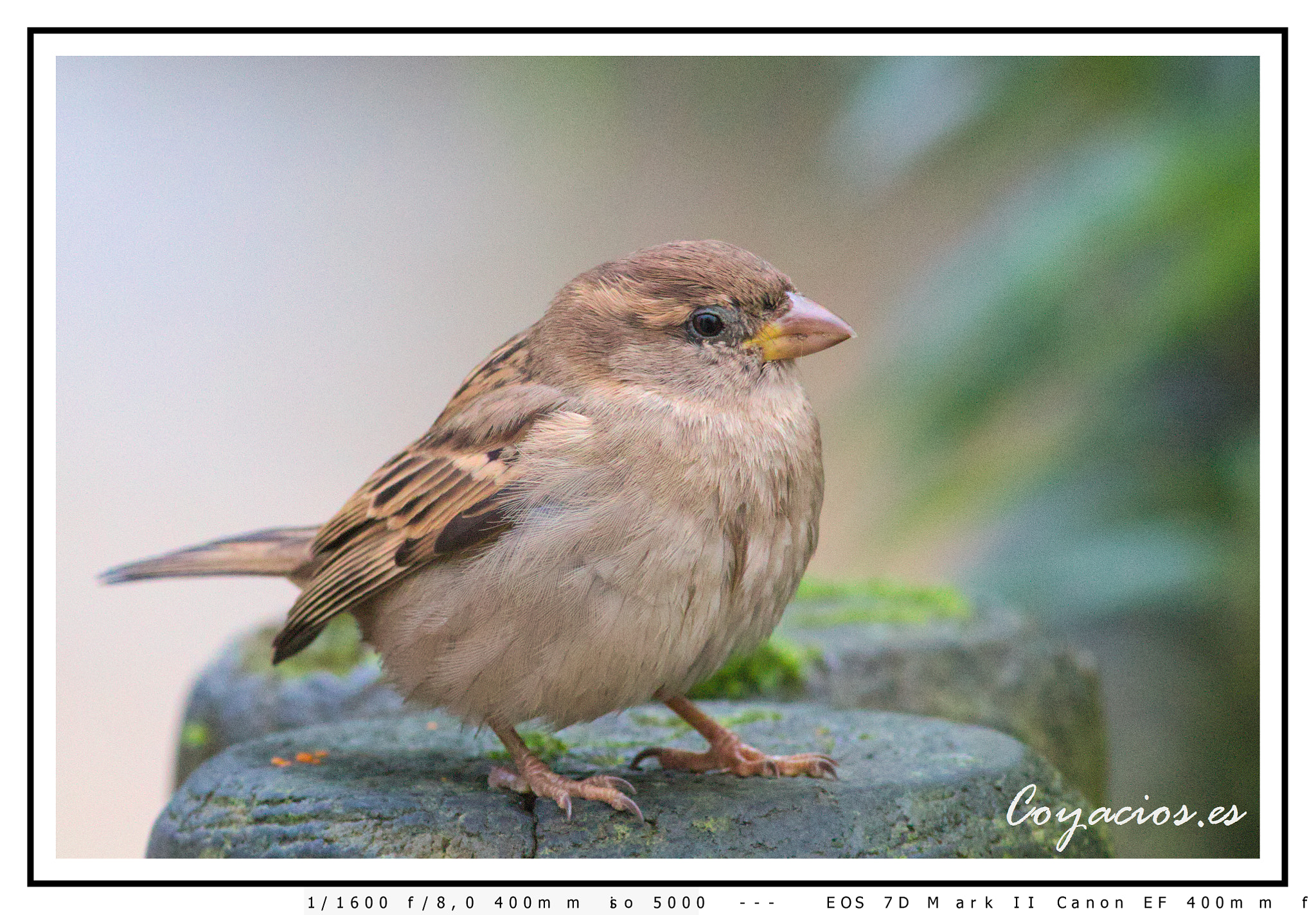 Canon EOS 7D Mark II + Canon EF 400mm F5.6L USM sample photo. Gorrión común ( passer domésticus) photography