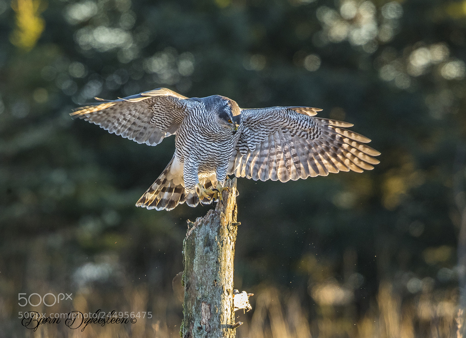 Canon EOS-1D X Mark II sample photo. In for landing photography