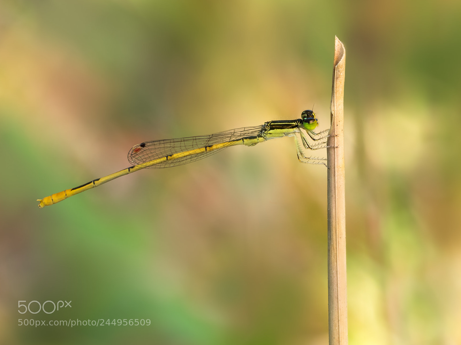 Olympus OM-D E-M1 sample photo. Damselfly photography