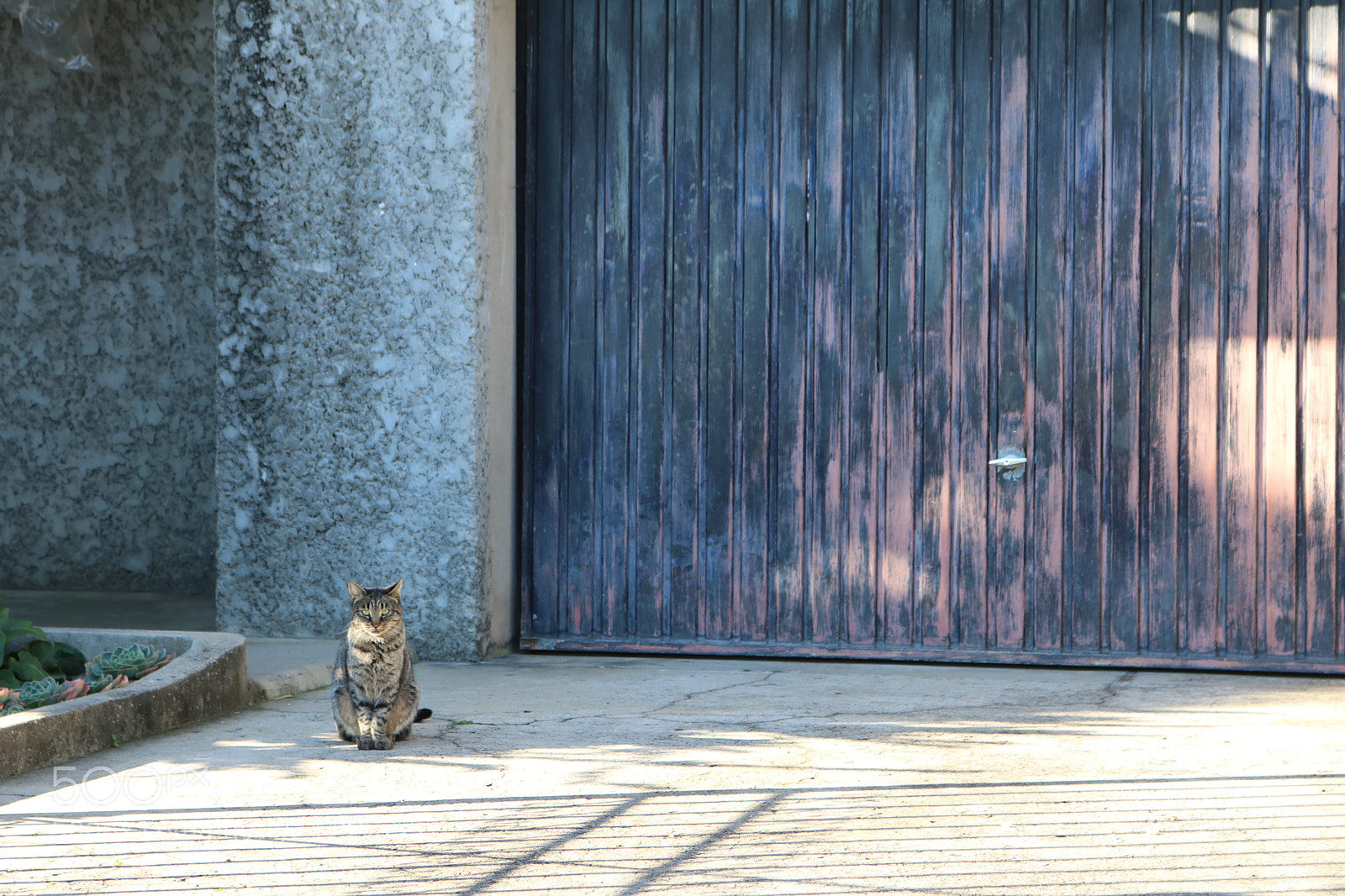 Canon EOS 750D (EOS Rebel T6i / EOS Kiss X8i) sample photo. Waiting cat photography
