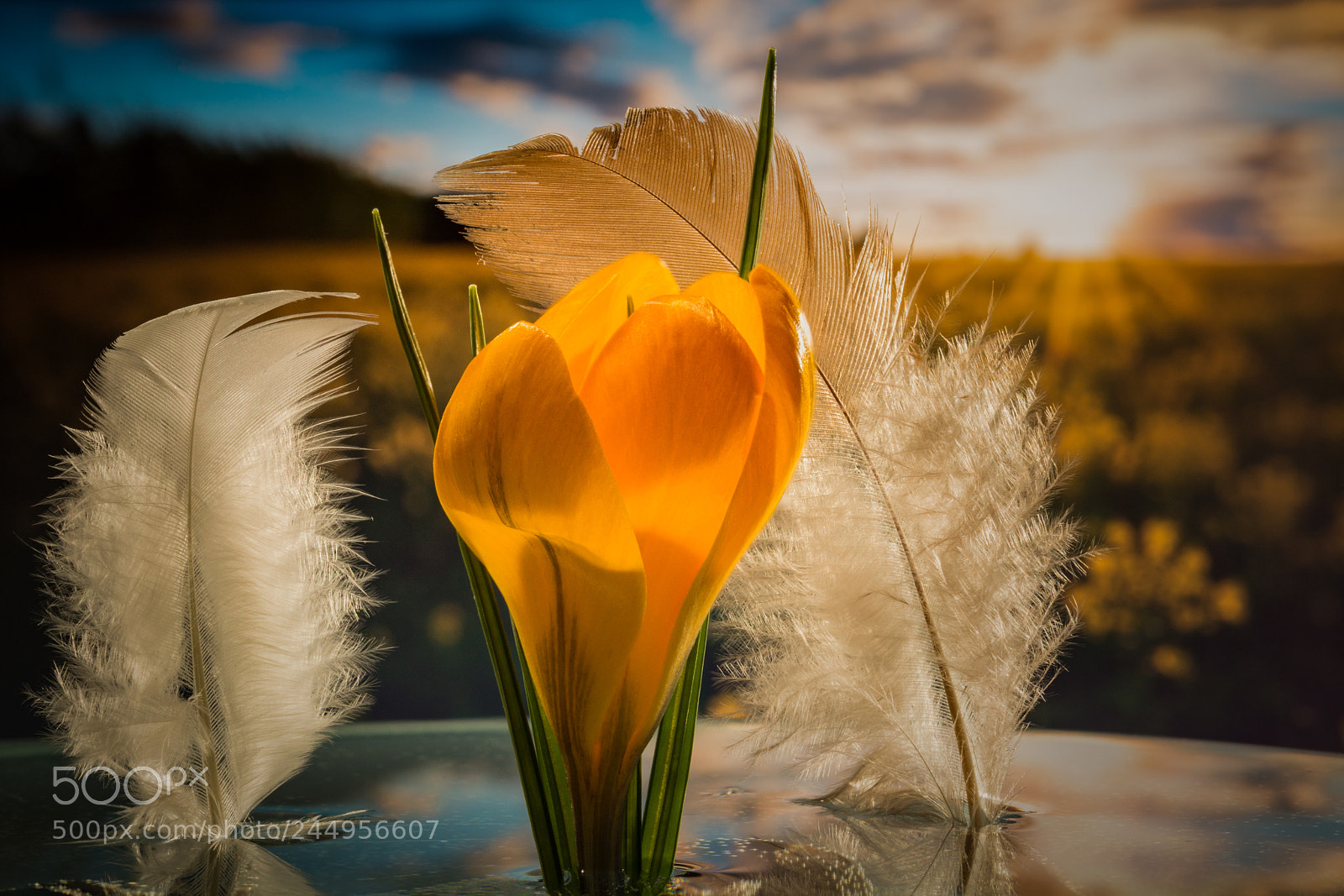 Nikon D7100 sample photo. Feathers spring photography