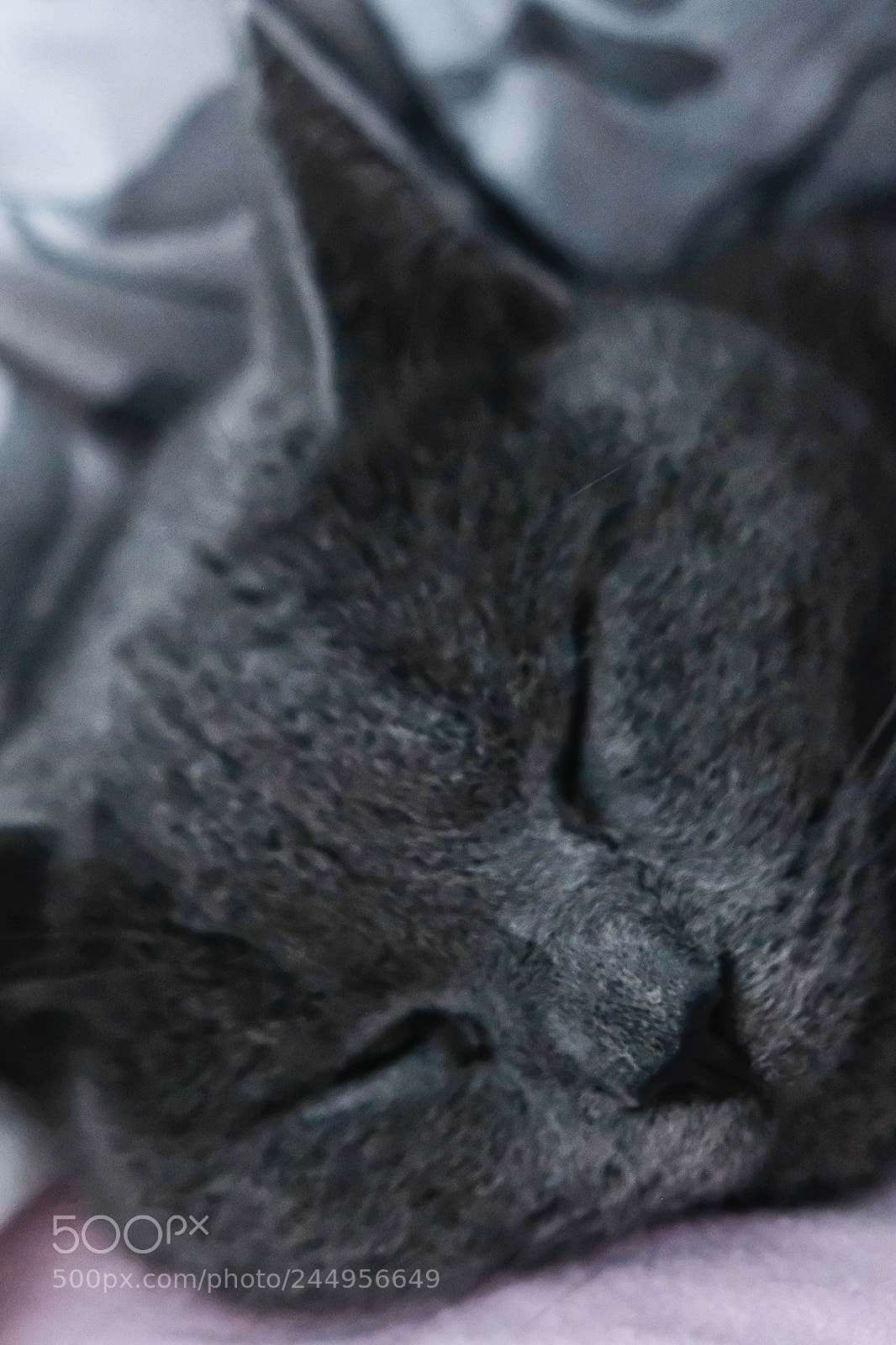 Fujifilm X-Pro2 sample photo. Sleeping photography
