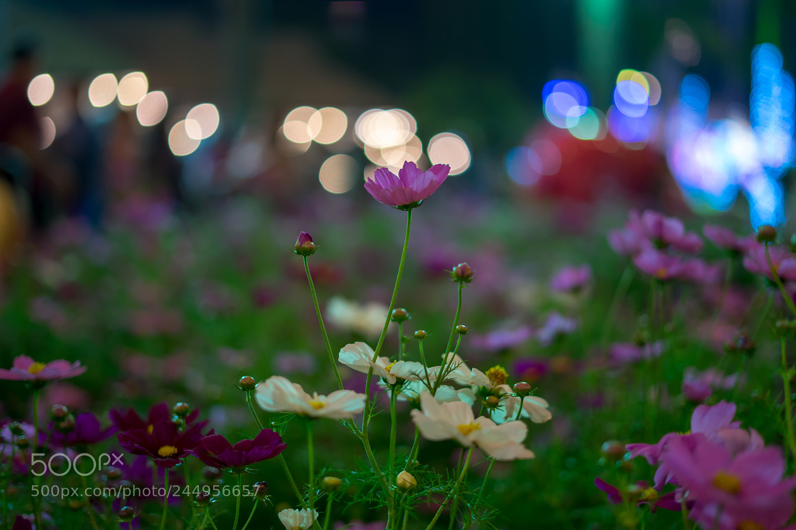 Sony a7 II sample photo. Light up the garden photography
