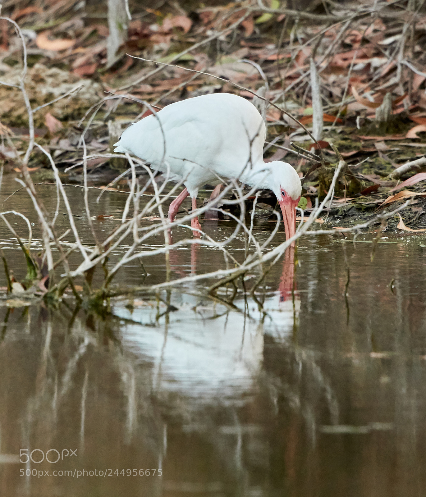 Canon EOS-1D X Mark II sample photo. 02-04-18-0002287.jpg photography