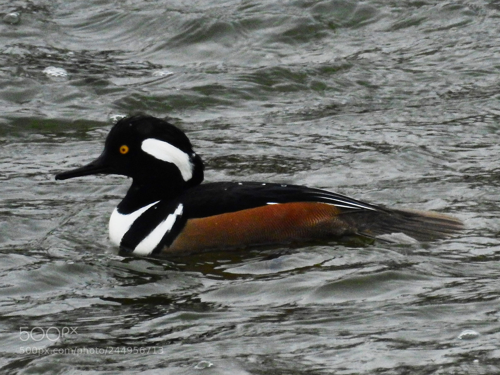 Nikon Coolpix P900 sample photo. Hooded merganser photography