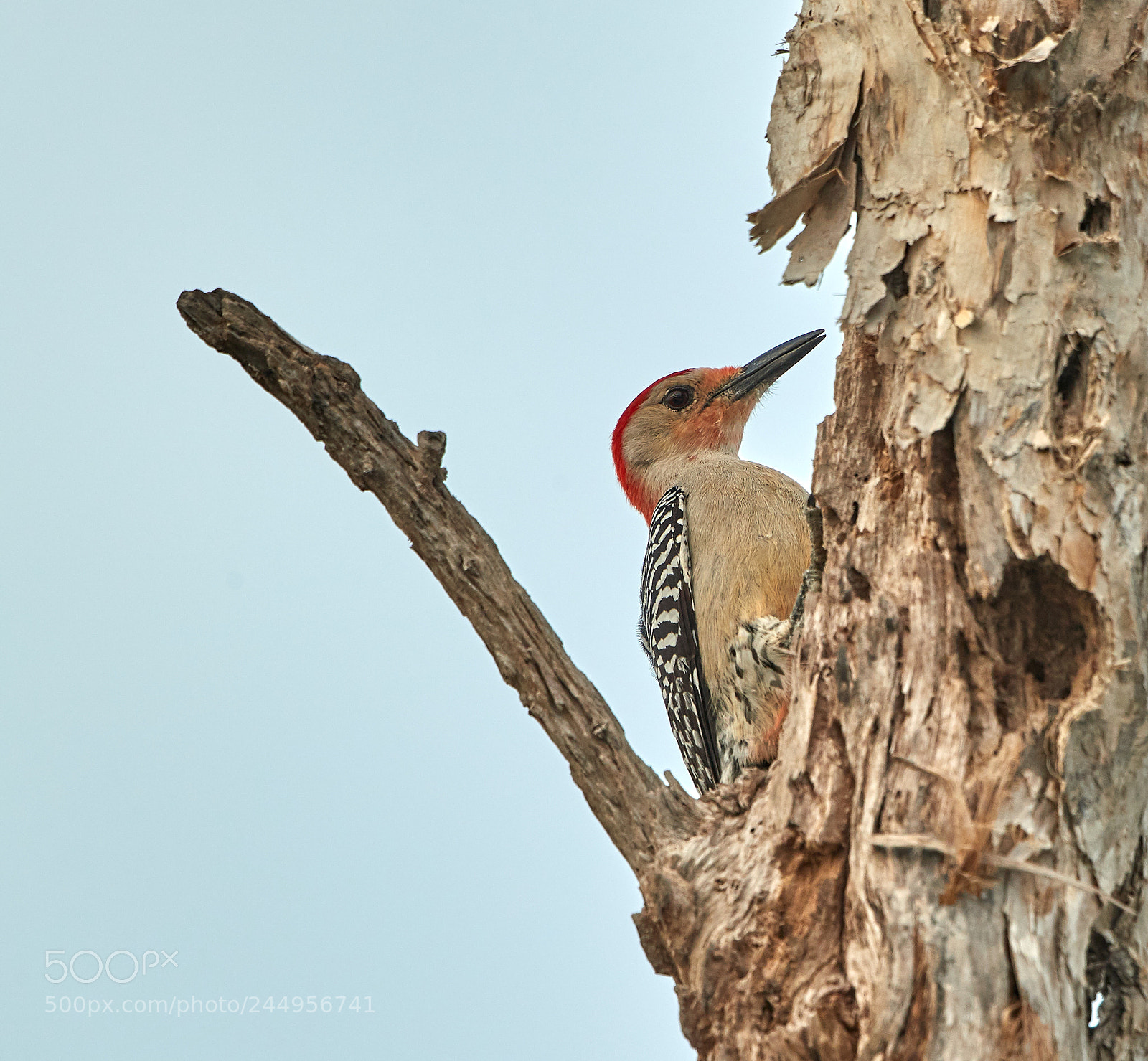 Canon EOS-1D X Mark II sample photo. 02-04-18-0002224.jpg photography