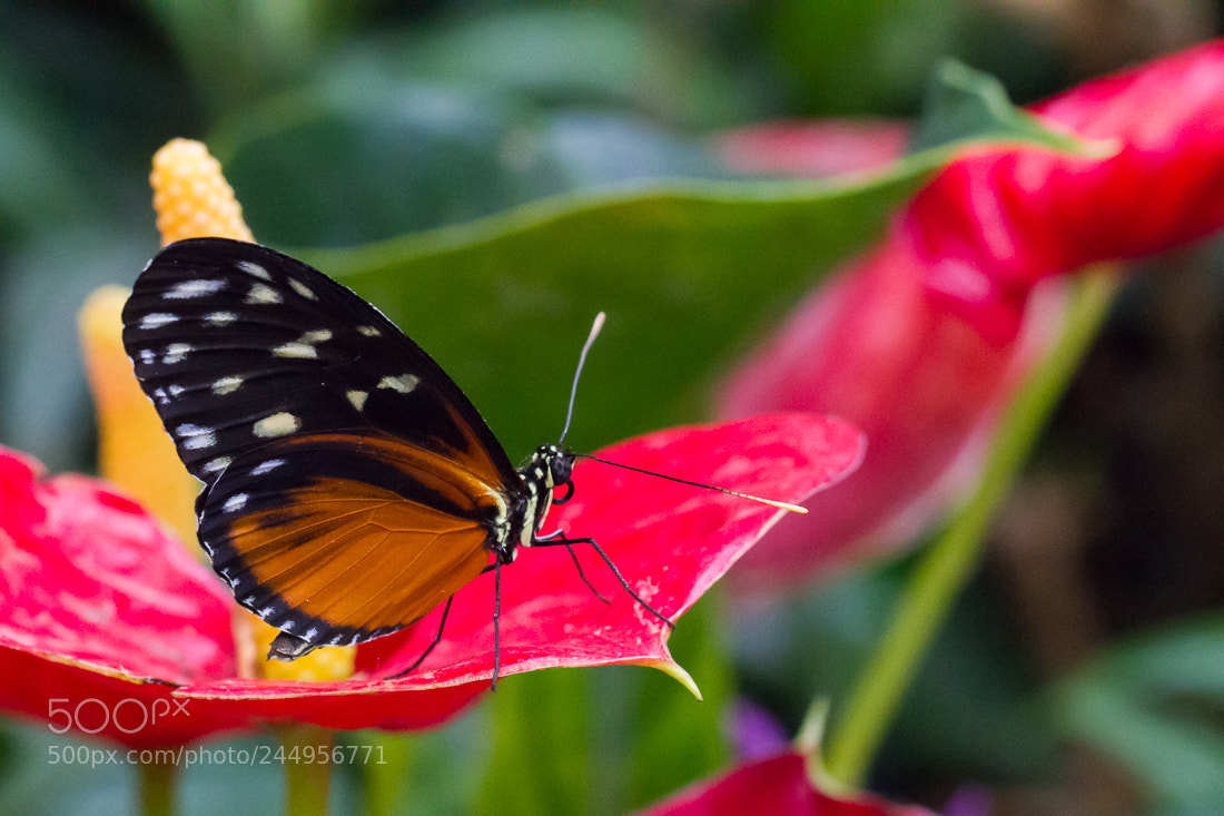 Canon EOS 7D sample photo. Butterfly heliconius photography
