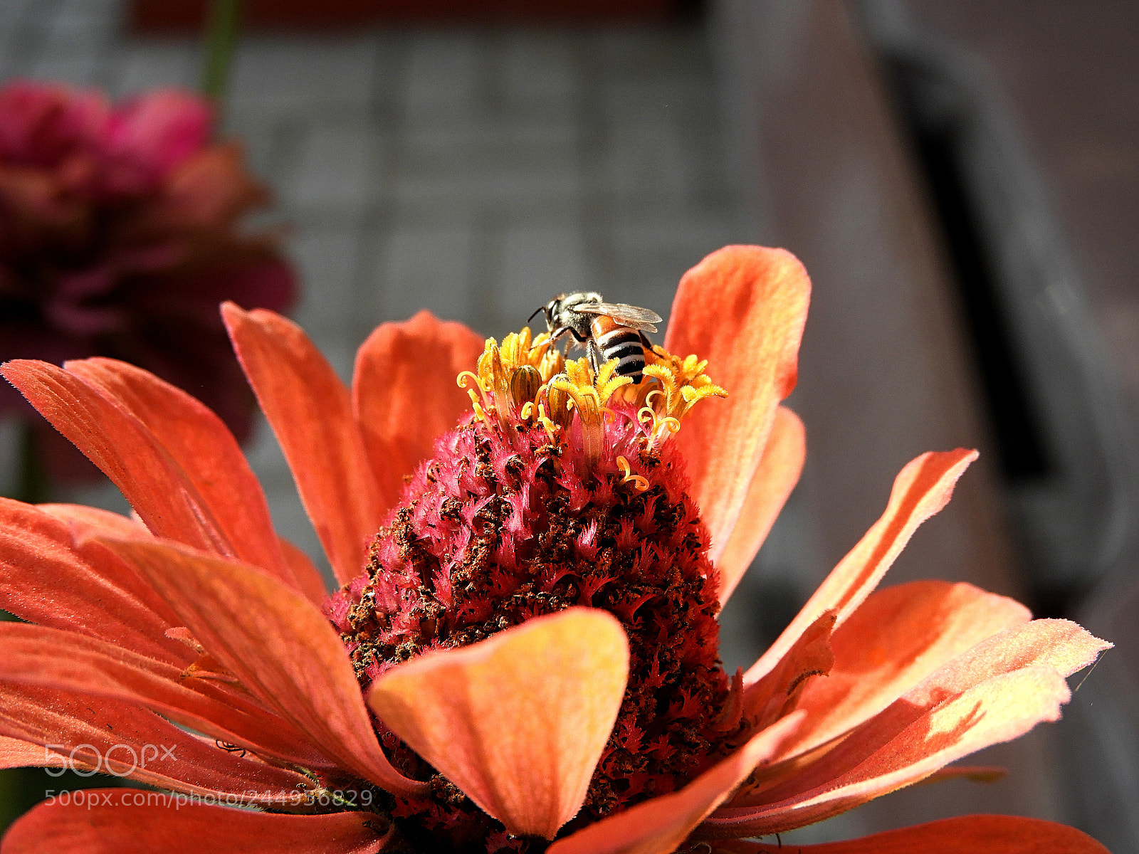 Nikon Coolpix B700 sample photo. Morning rounds.... photography