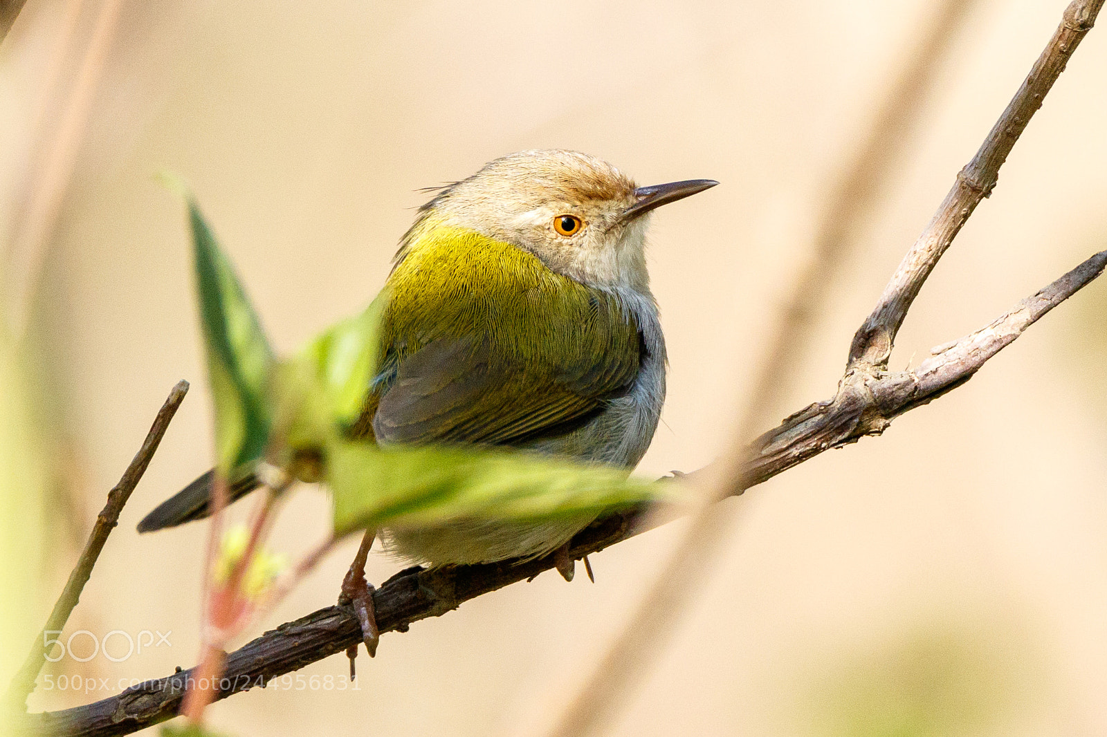 Canon EOS 7D Mark II sample photo. Common tailor bird photography
