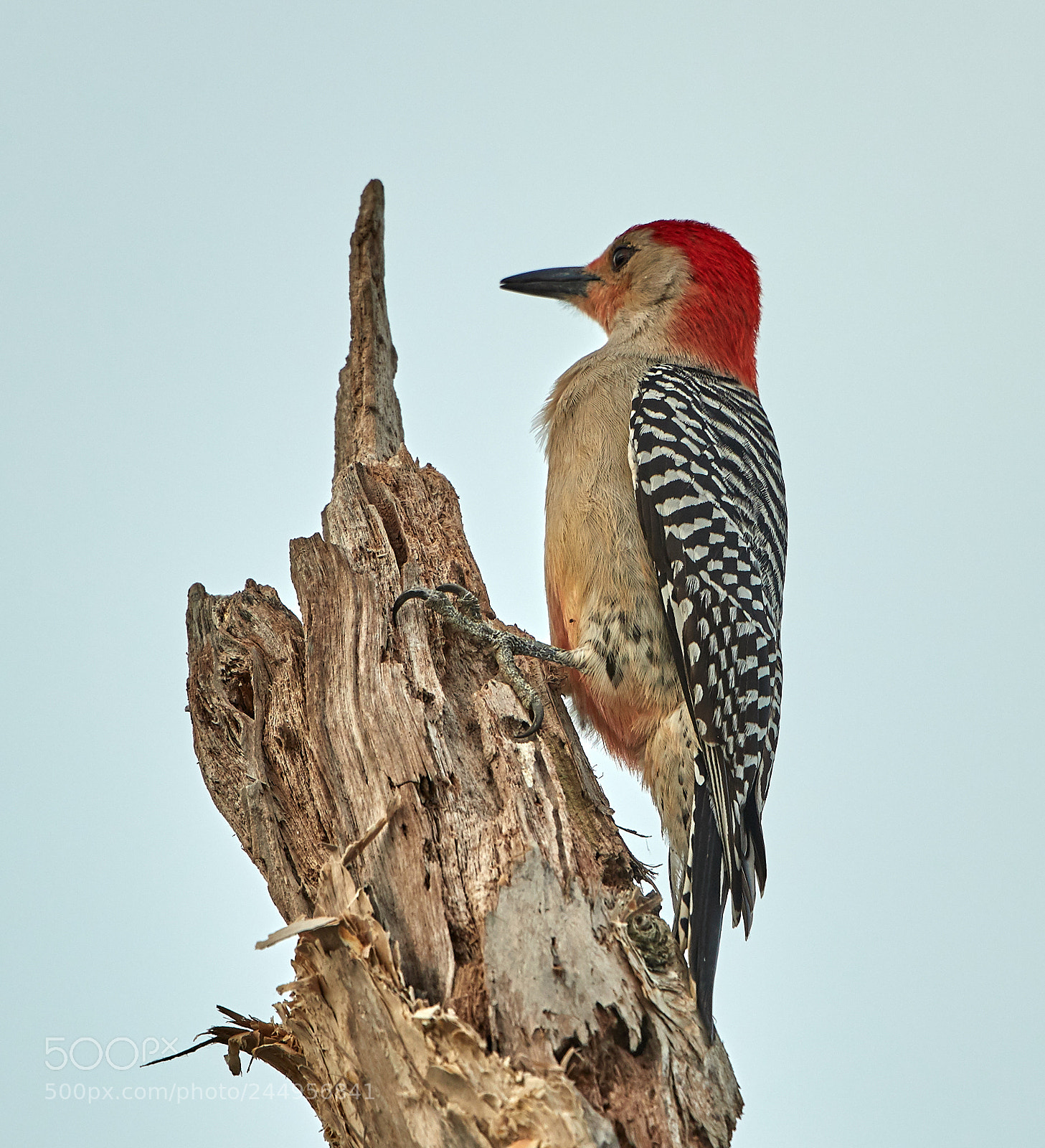 Canon EOS-1D X Mark II sample photo. 02-04-18-0002216.jpg photography