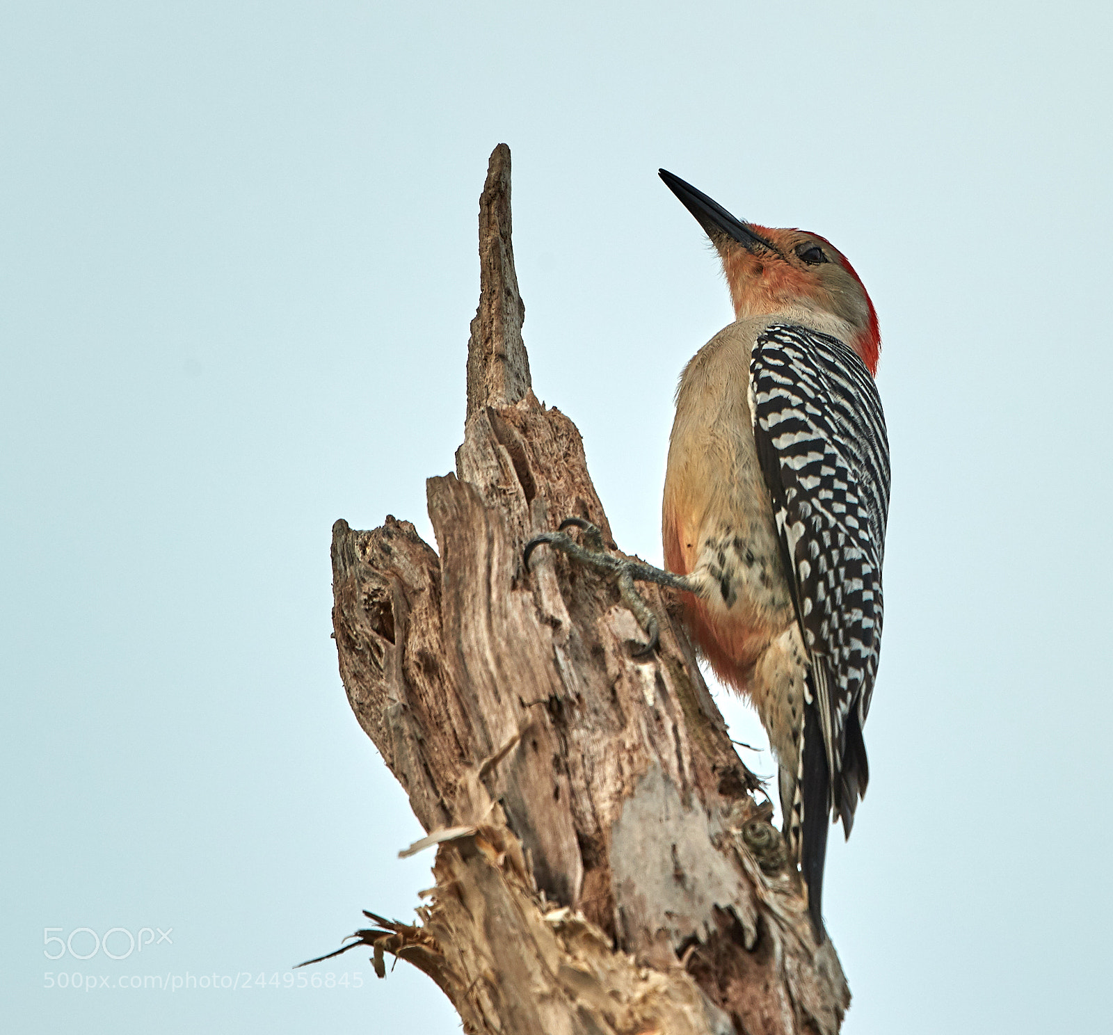 Canon EOS-1D X Mark II sample photo. 02-04-18-0002215.jpg photography