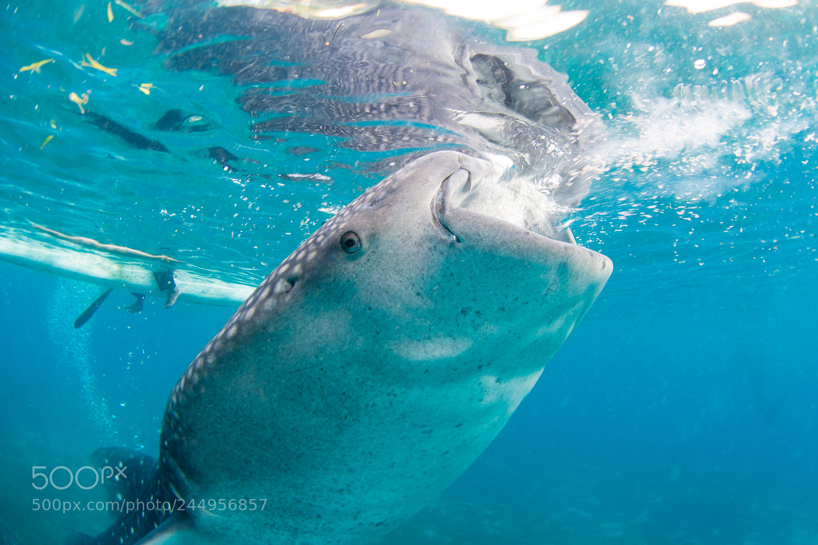 Nikon D7100 sample photo. Whale shark photography