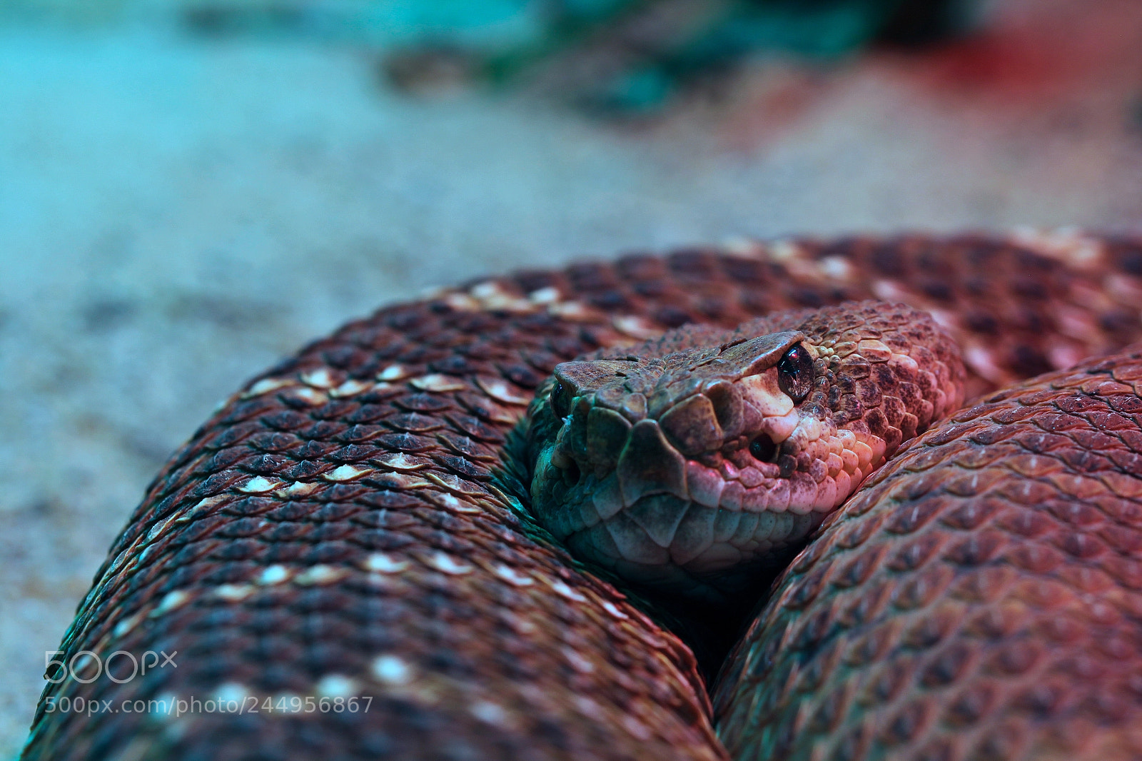 Canon EOS 1200D (EOS Rebel T5 / EOS Kiss X70 / EOS Hi) sample photo. Rattlesnake photography