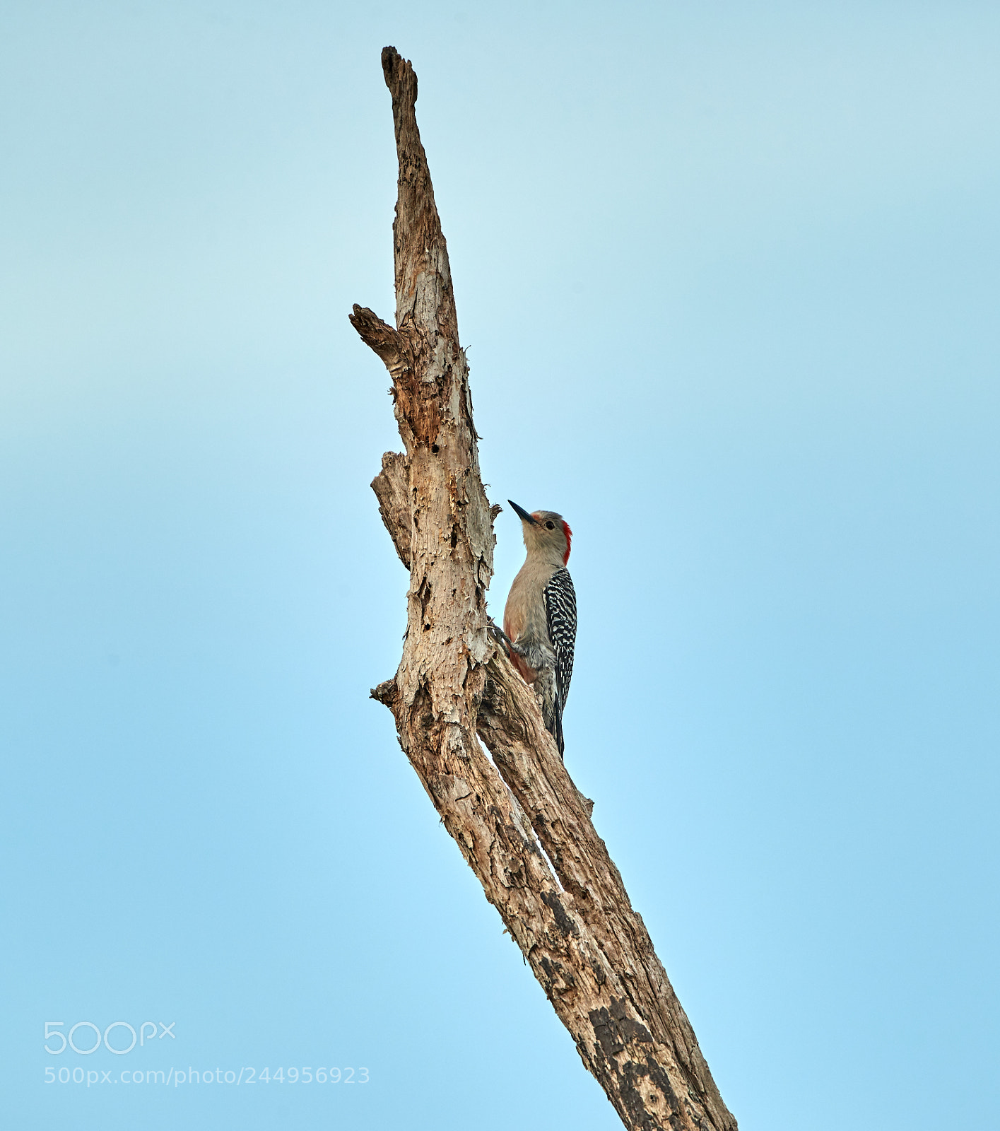 Canon EOS-1D X Mark II sample photo. 02-04-18-0002205.jpg photography