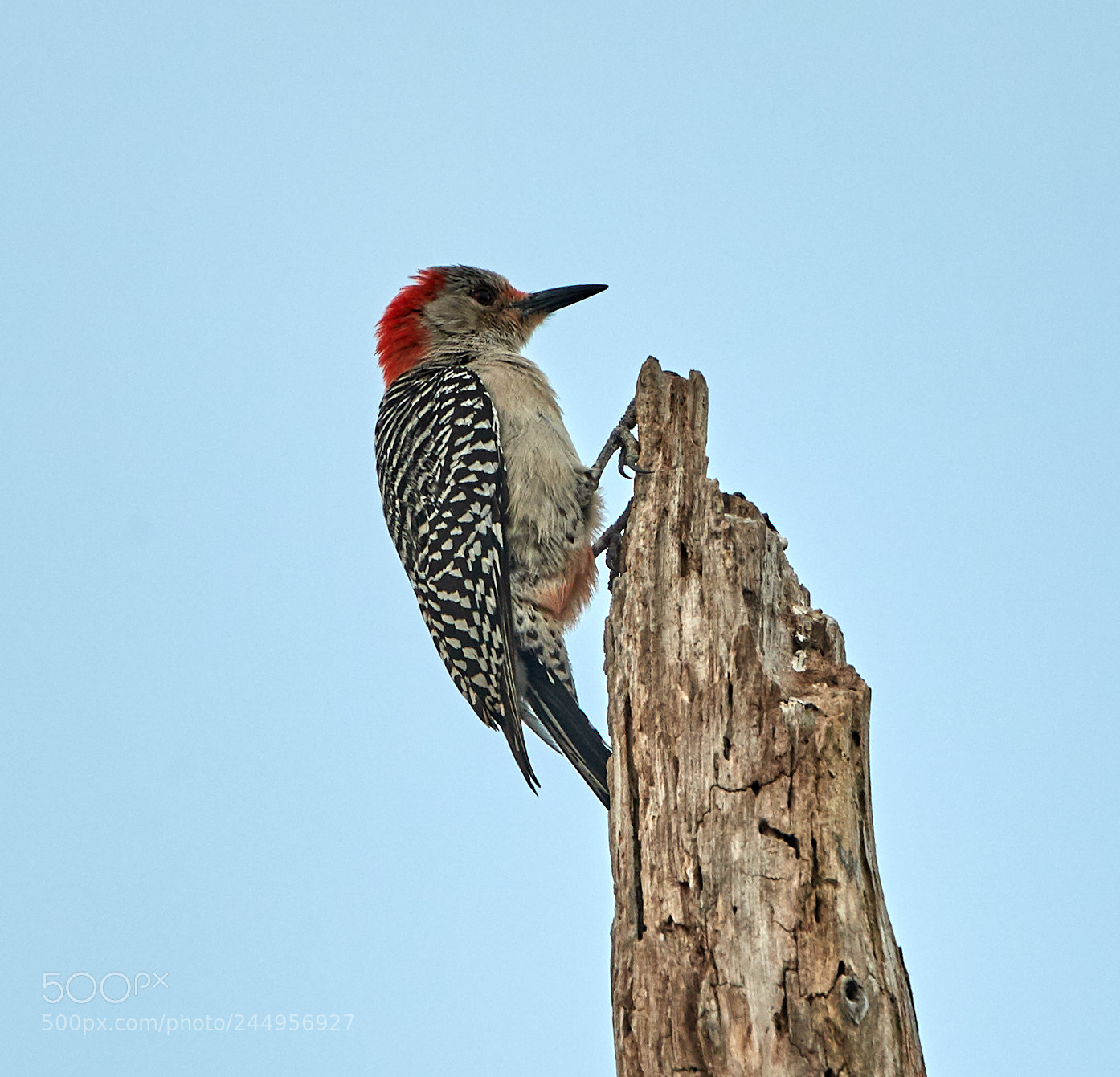 Canon EOS-1D X Mark II sample photo. 02-04-18-0002185.jpg photography