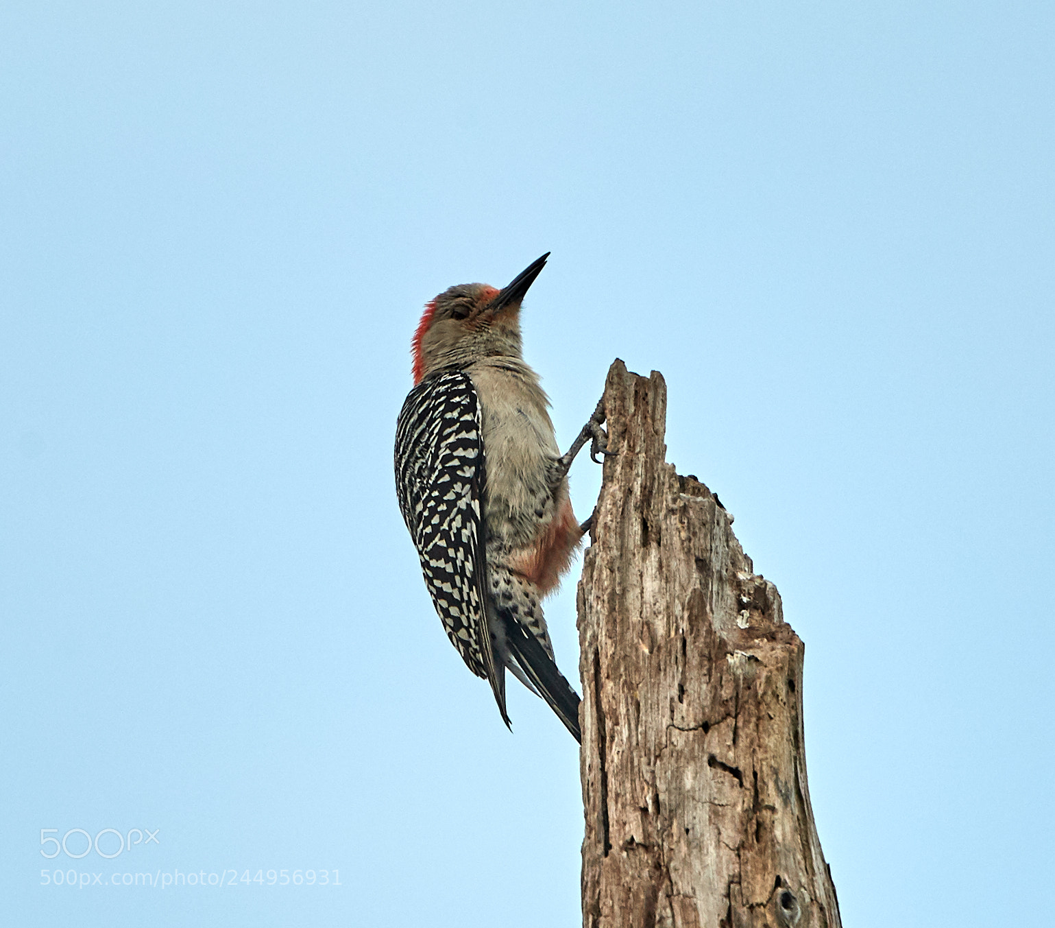 Canon EOS-1D X Mark II sample photo. 02-04-18-0002183.jpg photography